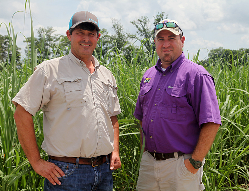 Pointe Coupee hosts its first sugarcane field day - American Sugar Cane ...