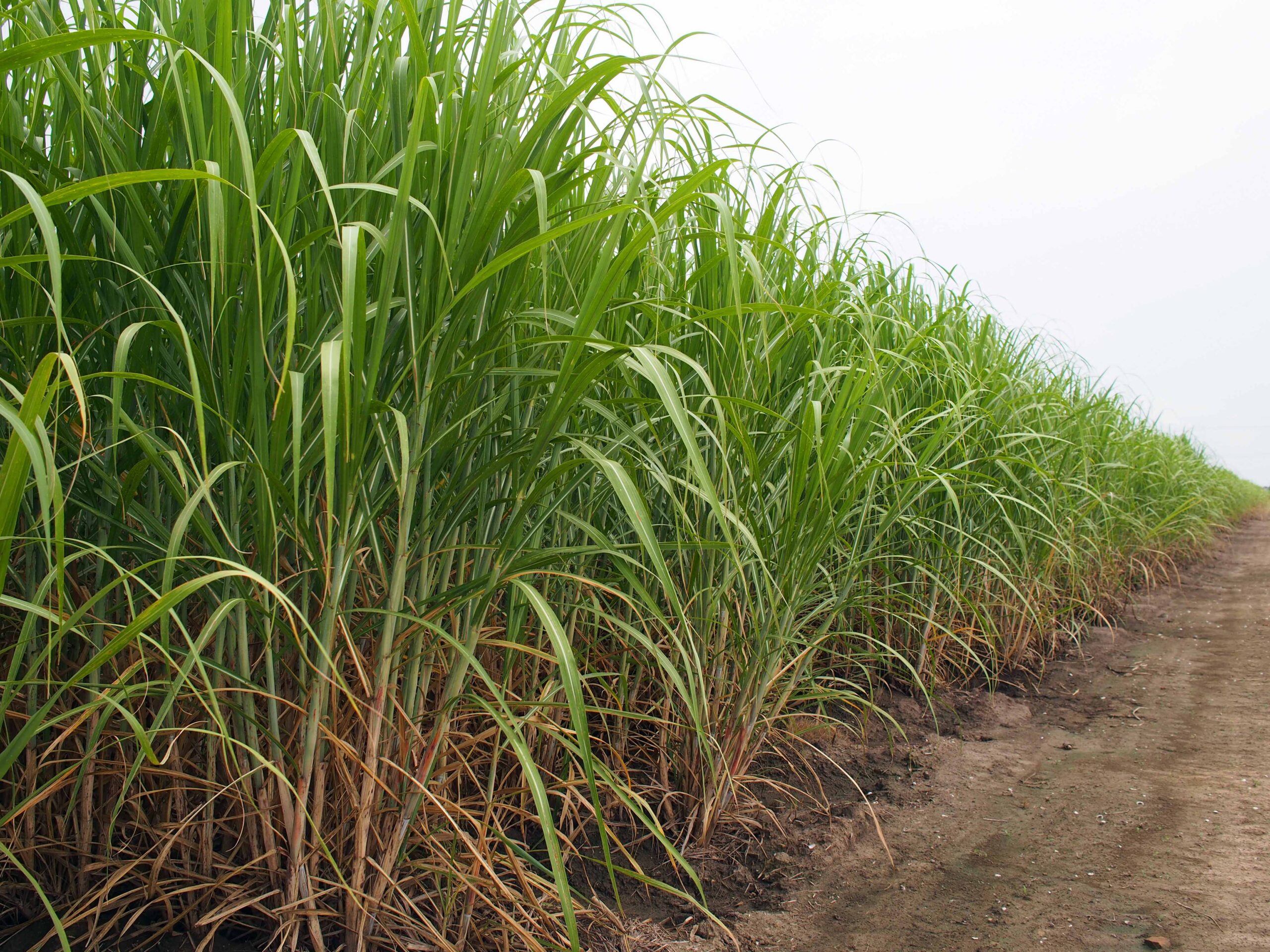 Sugarcane Outlook ‘Sweet’ for Louisiana Farmers - American Sugar Cane ...